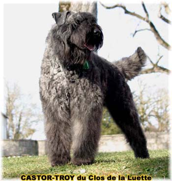 bouvier des flandres du clos de la luette - copyright déposé